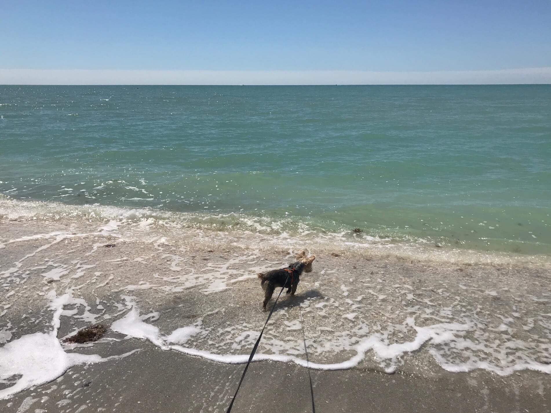 are dogs allowed on sanibel island beaches